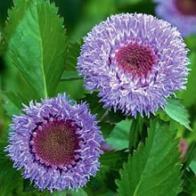Centratherum Seeds