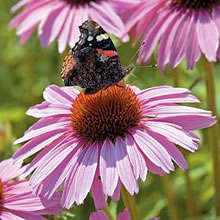Cone Flower Seeds