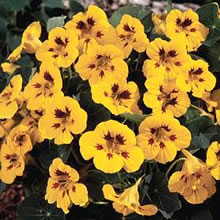 Nasturtium Seeds