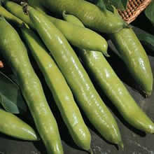 Broad Bean Seeds