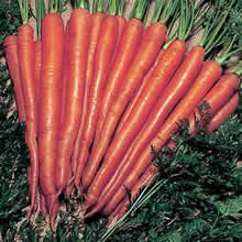 Thompson and Morgan Carrot : Sugarsnax 54 F1 Hybrid Seeds