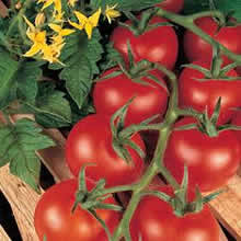 Thompson and Morgan Shirley F1 Tomato Seeds