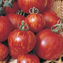 Thompson and Morgan Tigerella Tomato Seeds