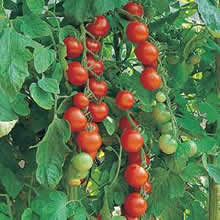 Aubergine Seeds