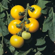 Thompson and Morgan Golden Sunrise Tomato Seeds