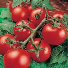 Thompson and Morgan Moneymaker Tomato Seeds