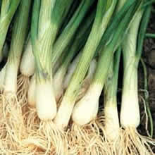 Spring Onion Seeds