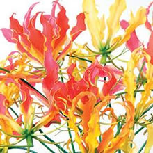 Glory Lily Seeds