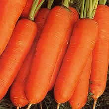 Thompson and Morgan Carrot : Nantes Frubund : Fast Crop Seeds