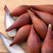 Thompson and Morgan Shallot : Banana Seeds