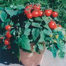 Thompson and Morgan Balconi Red Tomato Seeds