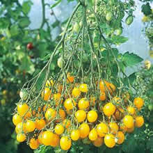 Thompson and Morgan Ildi Tomato Seeds
