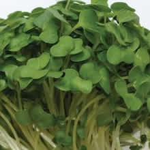 Broccoli Sprouting Seeds by Thompson and Morgan