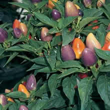 Chili Seeds