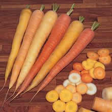 Thompson and Morgan Carrot : Rainbow F1 Hybrid Seeds