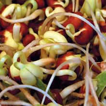 Black Eyed Peas Sprouting Seeds by Thompson and Morgan