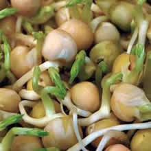 Green Peas Sprouting Seeds by Thompson and Morgan