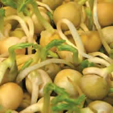Snow Peas Sprouting Seeds by Thompson and Morgan