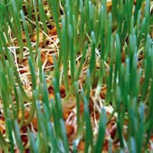 Wheatgrass Sprouting Seeds by Thompson and Morgan