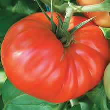 Thompson and Morgan Country Taste F1 Hybrid Tomato Seeds
