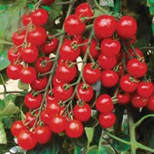 Thompson and Morgan Suncherry Premium F1 Hybrid Tomato Seeds