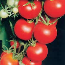 Thompson and Morgan Tamina Tomato Seeds