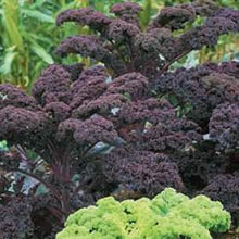 Kale Seeds