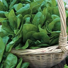 Spinach Seeds