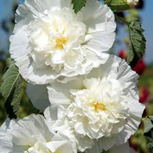 Hollyhock Seeds