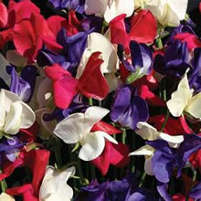 Sweet Pea Seeds