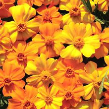 Marigold Seeds