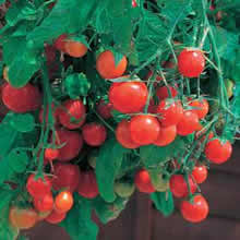 Thompson and Morgan Tumbling Tom Red Tomato Seeds