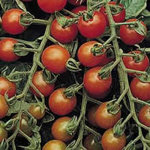Thompson and Morgan Ruby F1 Hybrid Tomato Seeds