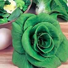 Italian Cicoria Grumolo Verde Chicory Seeds