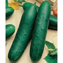 Italian Cetriolo Marketer Cucumber Seeds