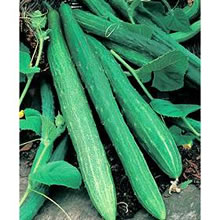 Italian Cetriolo Slangen Longo Da China Cucumber Seeds