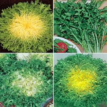 Italian Indivia Mixed Endiva Seeds