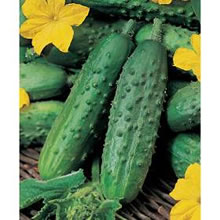 Italian Cetriolo Piccolo Di Parigi (Gherkin) Seeds