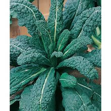 Italian Cavolo Palmizio Senza Testa Kale Seeds