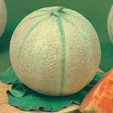 Italian Eldoraro F1 Hybrid Melon Seeds