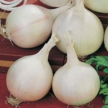 Italian Cipolla Tonda Musona Onion Seeds