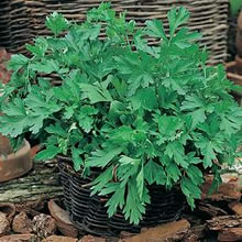 Italian Prezzemolo Gigante d'Italia Parsley Seeds