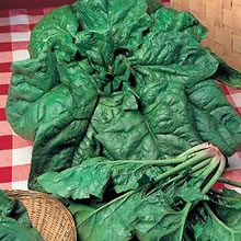 Italian Spinacio Viridis Spinach Seeds