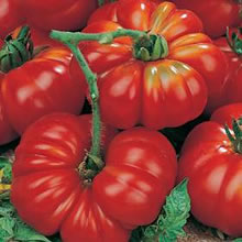 Italian Pomodoro Costoluto Genovese Tomato Seeds