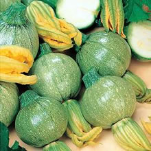 Italian Tondo di Toscana Courgette Seeds
