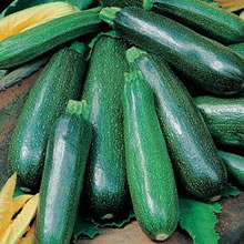 Italian Zucchino Nano Verde di Milano Courgette Seeds