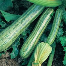 Italian Zucchino Striato d'Italia Courgette Seeds