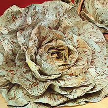 Italian Cicoria Variegata de Castelfranco Chicory Seeds