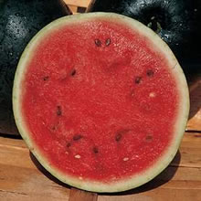 Italian Anguria Valentina F1 Hybrid Watermelon seeds