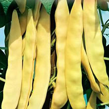 Italian Rampicanti Marengo Climbing Bean Seeds